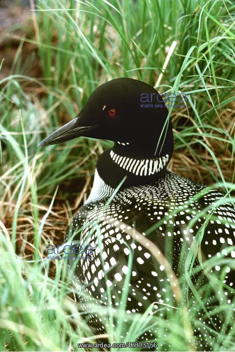 : GREAT NORTHERN DIVER / Common Loon : GREAT NORTHERN DIVER / Common Loon