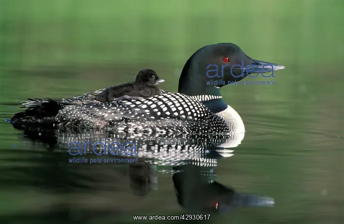 : Great Northern Diver / Common Loon - With chick : Great Northern Diver / Common Loon - With chick