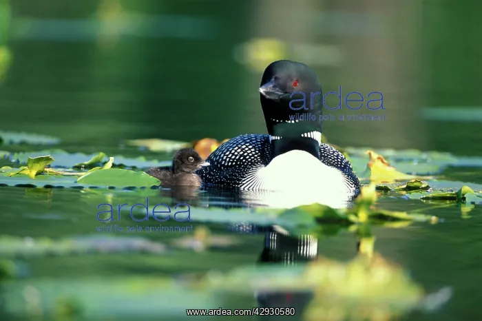  : Great Northern Diver  /  Common Loon - With chickswimming