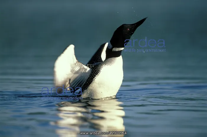 : Great Northern Diver / Common Loon - standing up : Great Northern Diver / Common Loon - standing up
