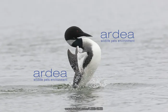 : Great Northern Diver courting : Great Northern Diver courting