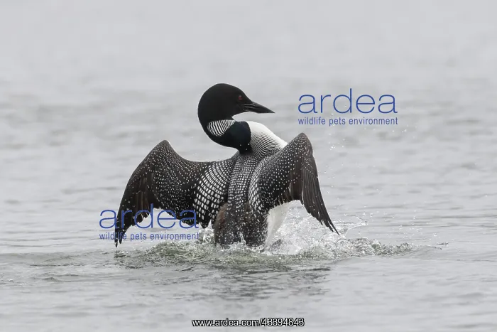 : Great Northern Diver courting : Great Northern Diver courting