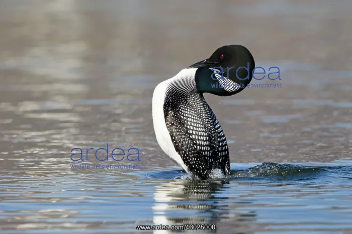 : Great Northern Diver - displaying : Great Northern Diver - displaying
