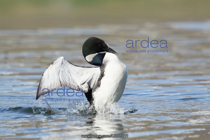 : Great Northern Diver - displaying : Great Northern Diver - displaying