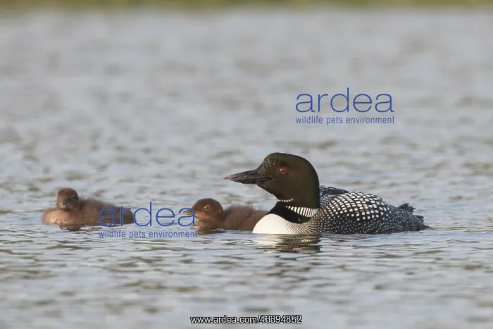 : Great Northern Diver family : Great Northern Diver family