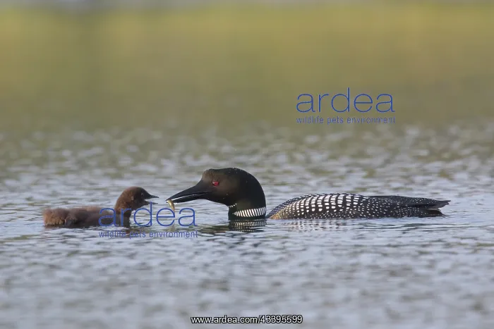: Great Northern Diver family : Great Northern Diver family