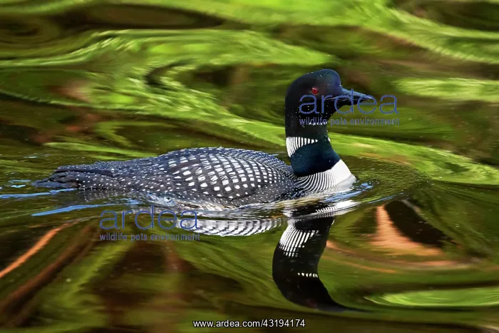 : Great Northern Diver (Gavia immer), adult, summer : Great Northern Diver (Gavia immer), adult, summer