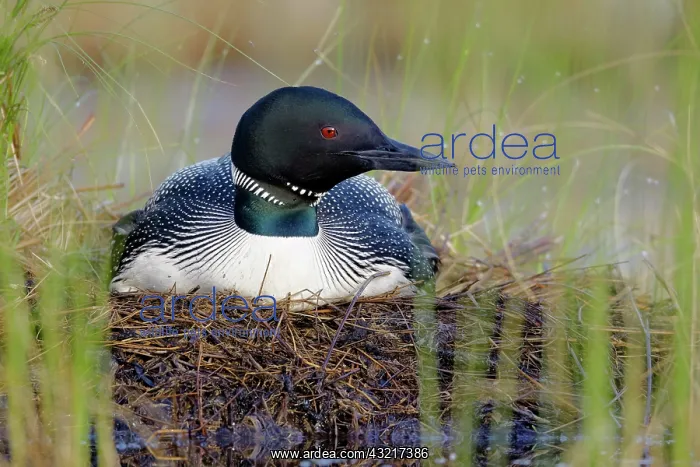 : Great Northern Diver (Gavia immer), adult, summer : Great Northern Diver (Gavia immer), adult, summer