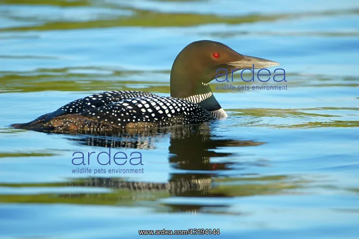 : Great Northern Diver [Gavia immer), Alaska, USA : Great Northern Diver [Gavia immer), Alaska, USA