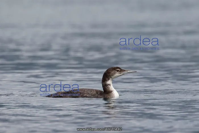  : Great Northern Diver juvenile