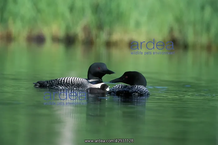  : Great Northern DIVER  /  Loon - pair with chick swimming