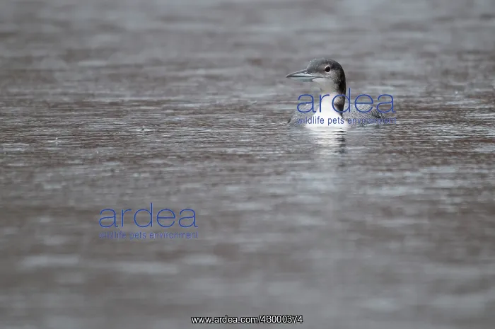 : Great Northern Diver / Loon. swimming - head : Great Northern Diver / Loon. swimming - head
