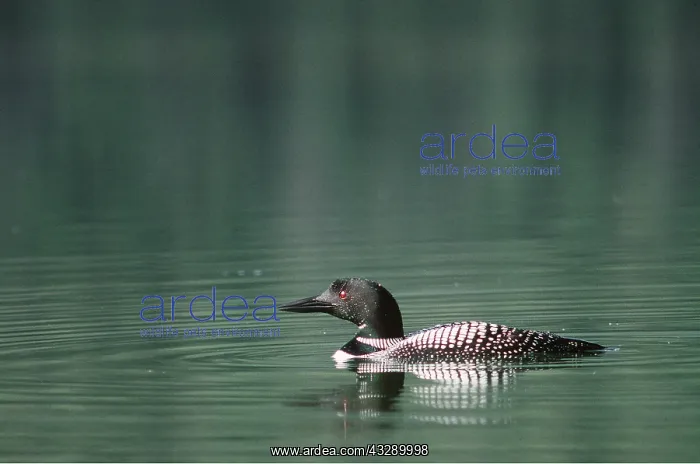 : GREAT NORTHERN DIVER / LOON - on water : GREAT NORTHERN DIVER / LOON - on water