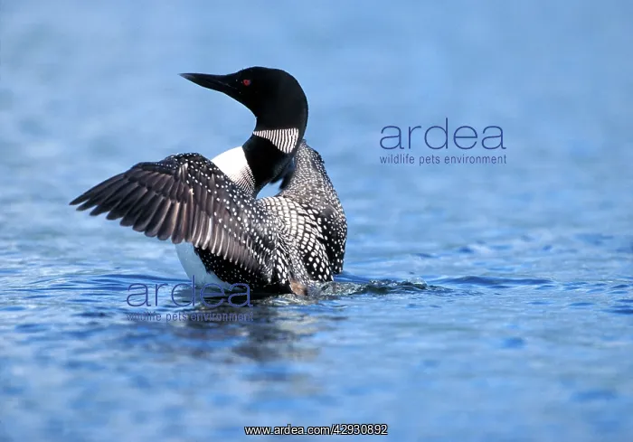 : Great Northern DIVER / Loon - wings spread : Great Northern DIVER / Loon - wings spread