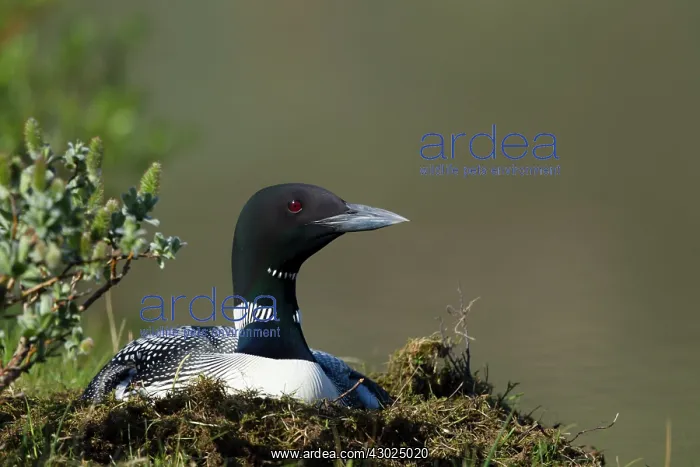 : Great Northern Diver - on nest : Great Northern Diver - on nest