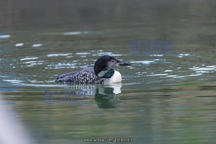  : Great Northern Diver - Partial Summer Plumage - UK