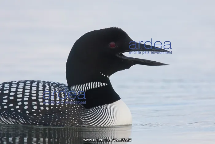 : Great Northern Diver portrait : Great Northern Diver portrait