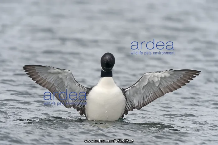 : Great Northern Diver spreading its wings after : Great Northern Diver spreading its wings after