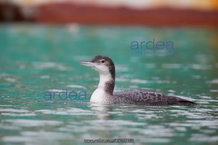 : Great Northern Diver winter : Great Northern Diver winter