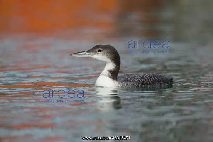 : Great Northern Diver winter : Great Northern Diver winter