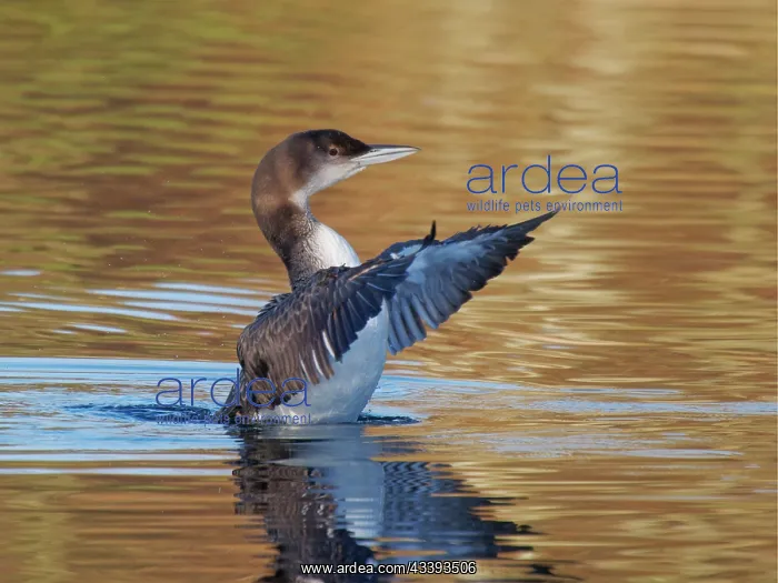 : Great Northern Diver - winter plumage flapping wings : Great Northern Diver - winter plumage flapping wings