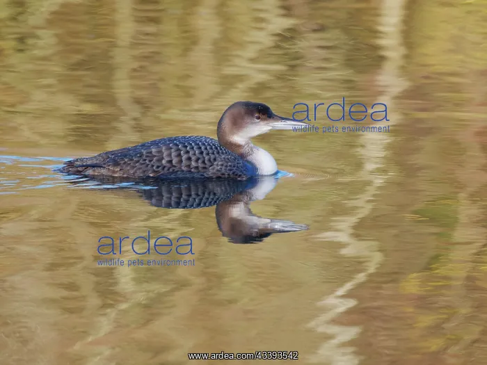 : Great Northern Diver - winter plumage Gavia immer : Great Northern Diver - winter plumage Gavia immer