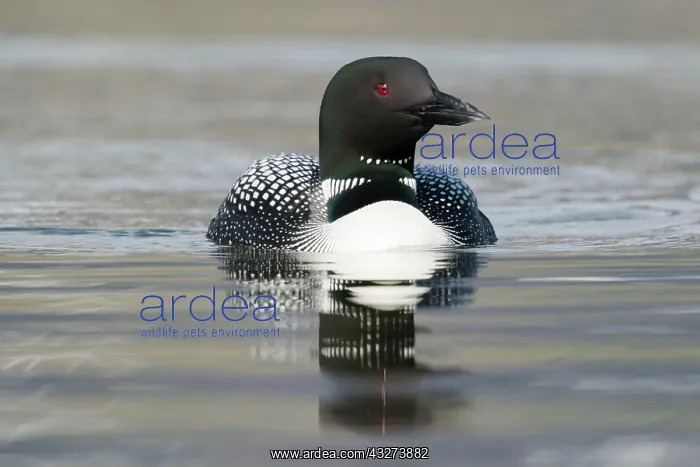 : Great Northern great northern loon (Gavia immer) : Great Northern great northern loon (Gavia immer)
