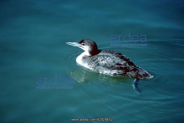 : Great Northern Loon : Great Northern Loon