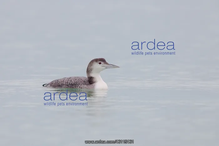 : Great Northern Loon : Great Northern Loon