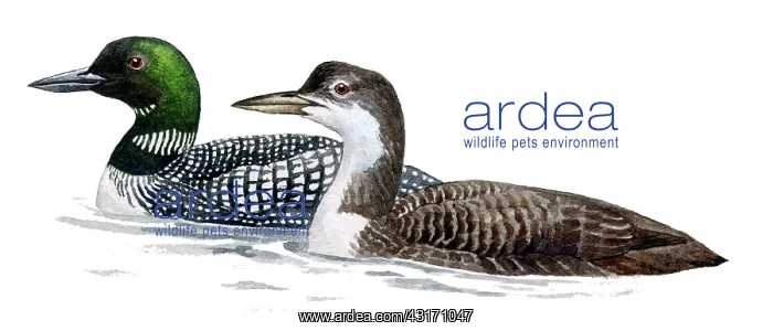 : Great Northern Loon : Great Northern Loon