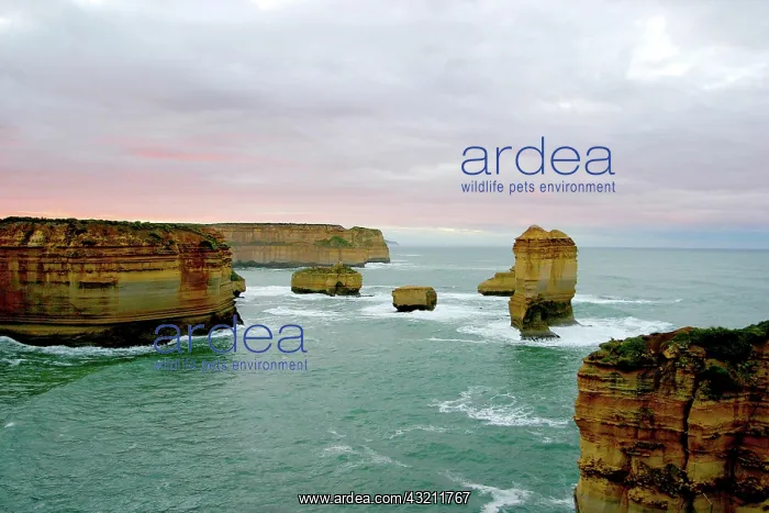 : Great Ocean Road, Australia. The twelve : Great Ocean Road, Australia. The twelve