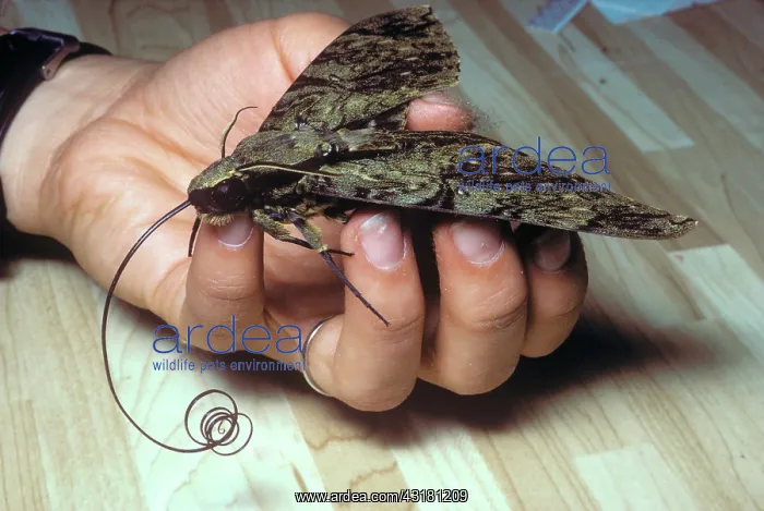: Great Owlet Moth : Great Owlet Moth