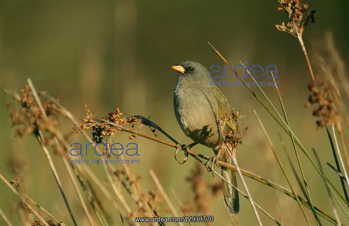 : Great Pampa Finch : Great Pampa Finch