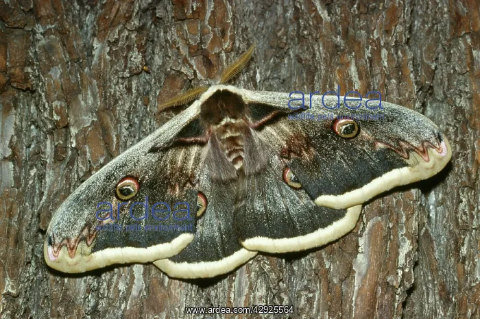  : GREAT PEACOCK MOTH