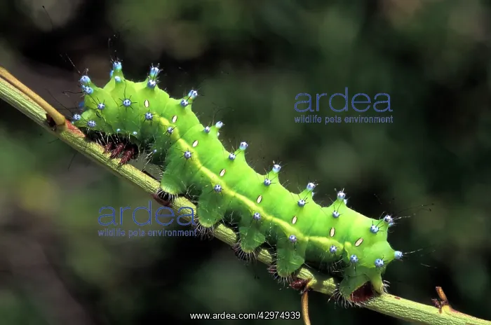 : Great Peacock Moth - Caterpillar : Great Peacock Moth - Caterpillar