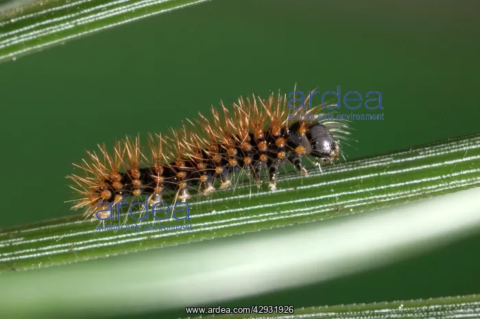 : Great Peacock MOTH - Caterpillar on stem : Great Peacock MOTH - Caterpillar on stem