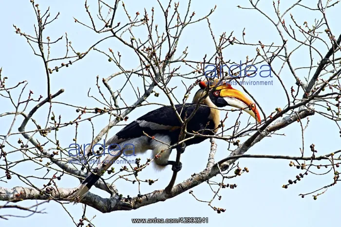 : Great Pied Hornbill : Great Pied Hornbill