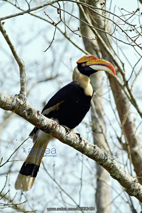 : Great Pied Hornbill : Great Pied Hornbill