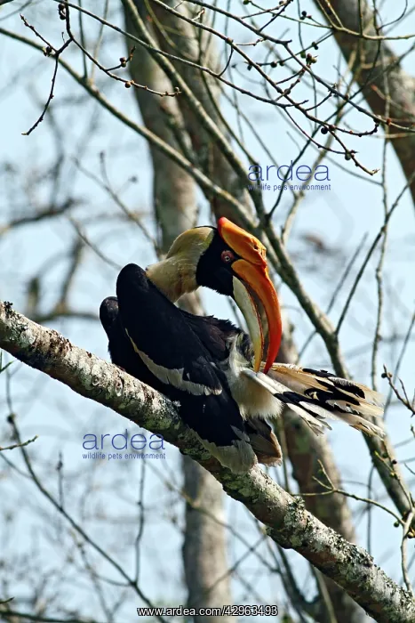 : Great Pied Hornbill : Great Pied Hornbill