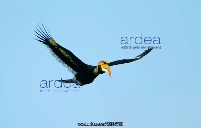 : Great Pied Hornbill : Great Pied Hornbill