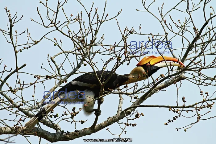 : Great Pied Hornbill : Great Pied Hornbill