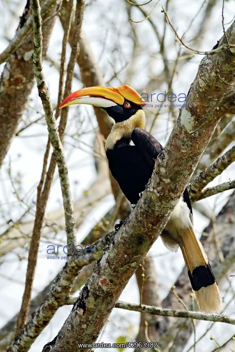: Great Pied Hornbill : Great Pied Hornbill