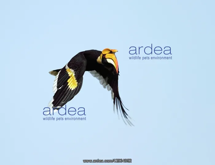 : Great Pied Hornbill : Great Pied Hornbill