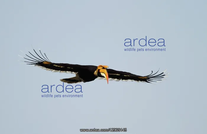 : Great Pied Hornbill : Great Pied Hornbill