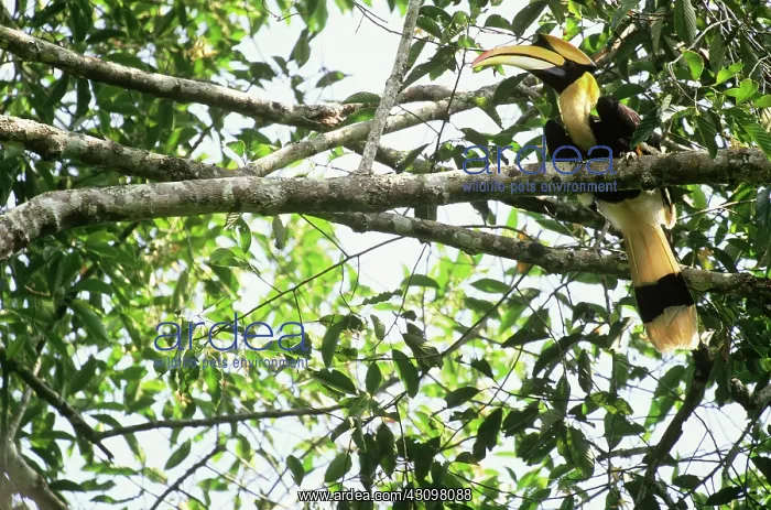 : Great Pied Hornbill : Great Pied Hornbill