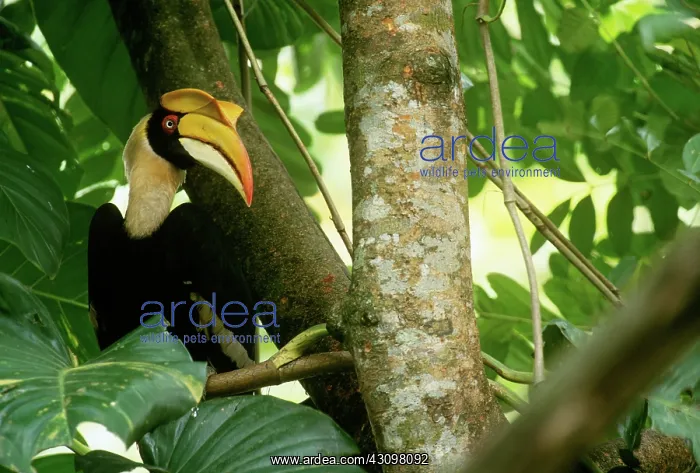 : Great Pied Hornbill : Great Pied Hornbill