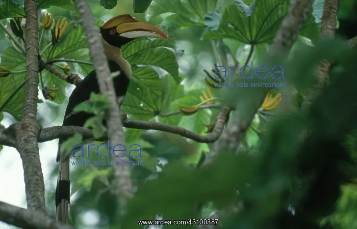 : Great Pied Hornbill : Great Pied Hornbill