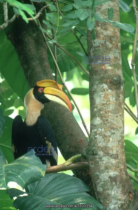 : Great Pied Hornbill : Great Pied Hornbill