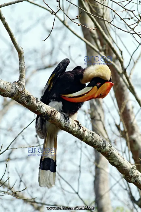 : Great Pied Hornbill - preening : Great Pied Hornbill - preening