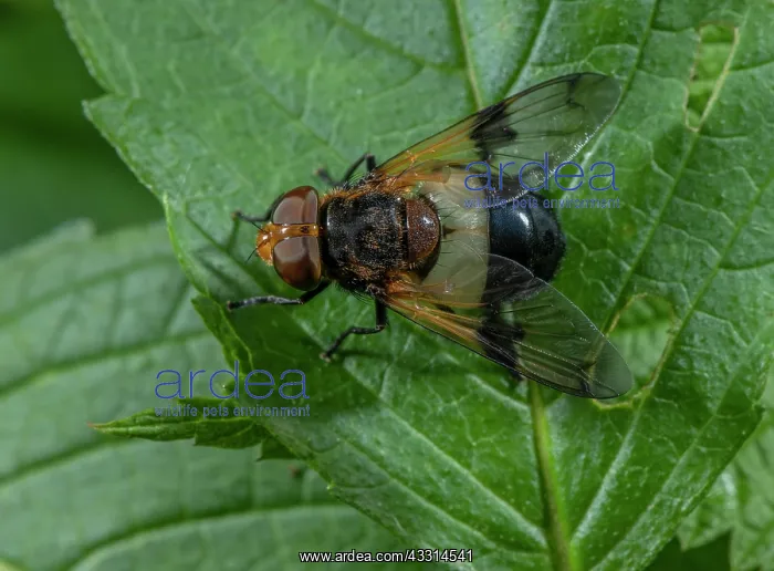 : Great Pied Hoverfly, Volucella pellucens, baskin : Great Pied Hoverfly, Volucella pellucens, baskin